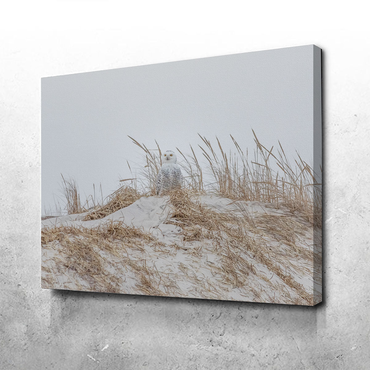 Snowy Owl Wall Art