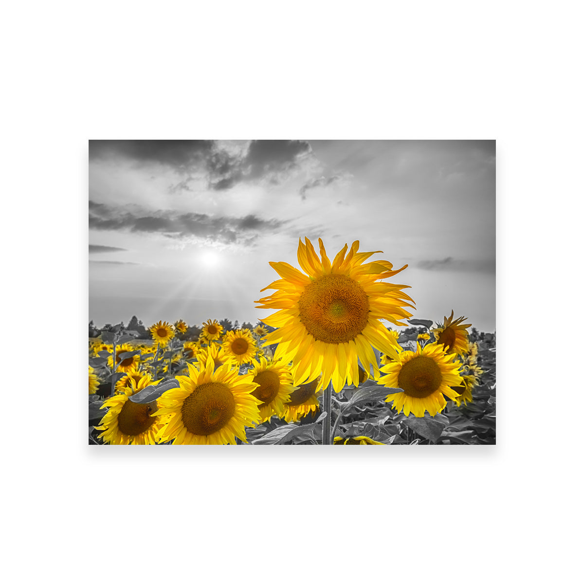 Sunflower Field - Yellow Color Pop Wall Art