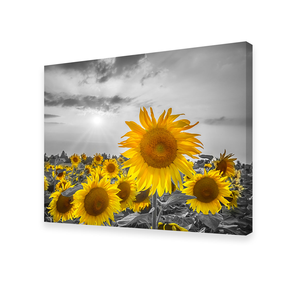 Sunflower Field - Yellow Color Pop Wall Art