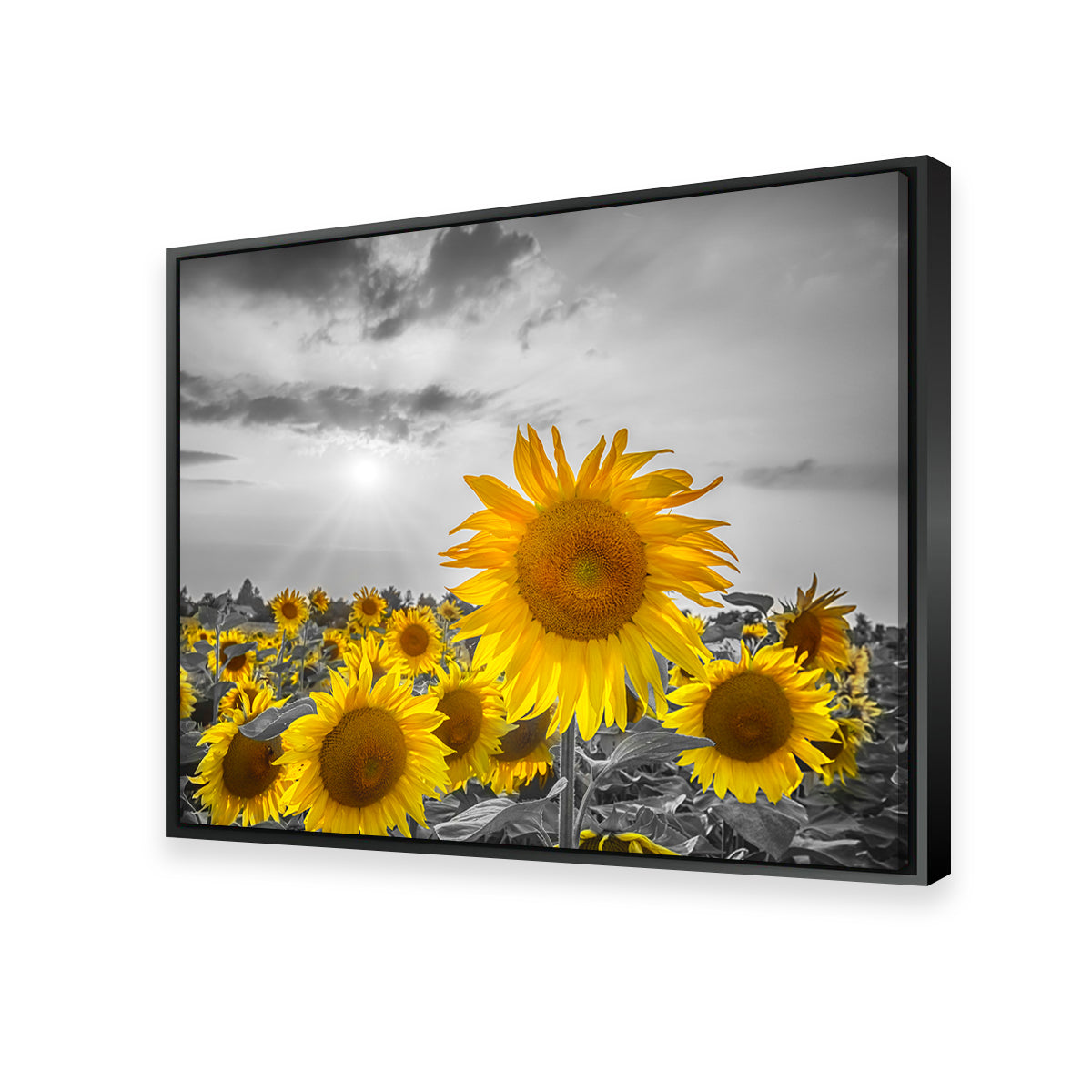 Sunflower Field - Yellow Color Pop Wall Art