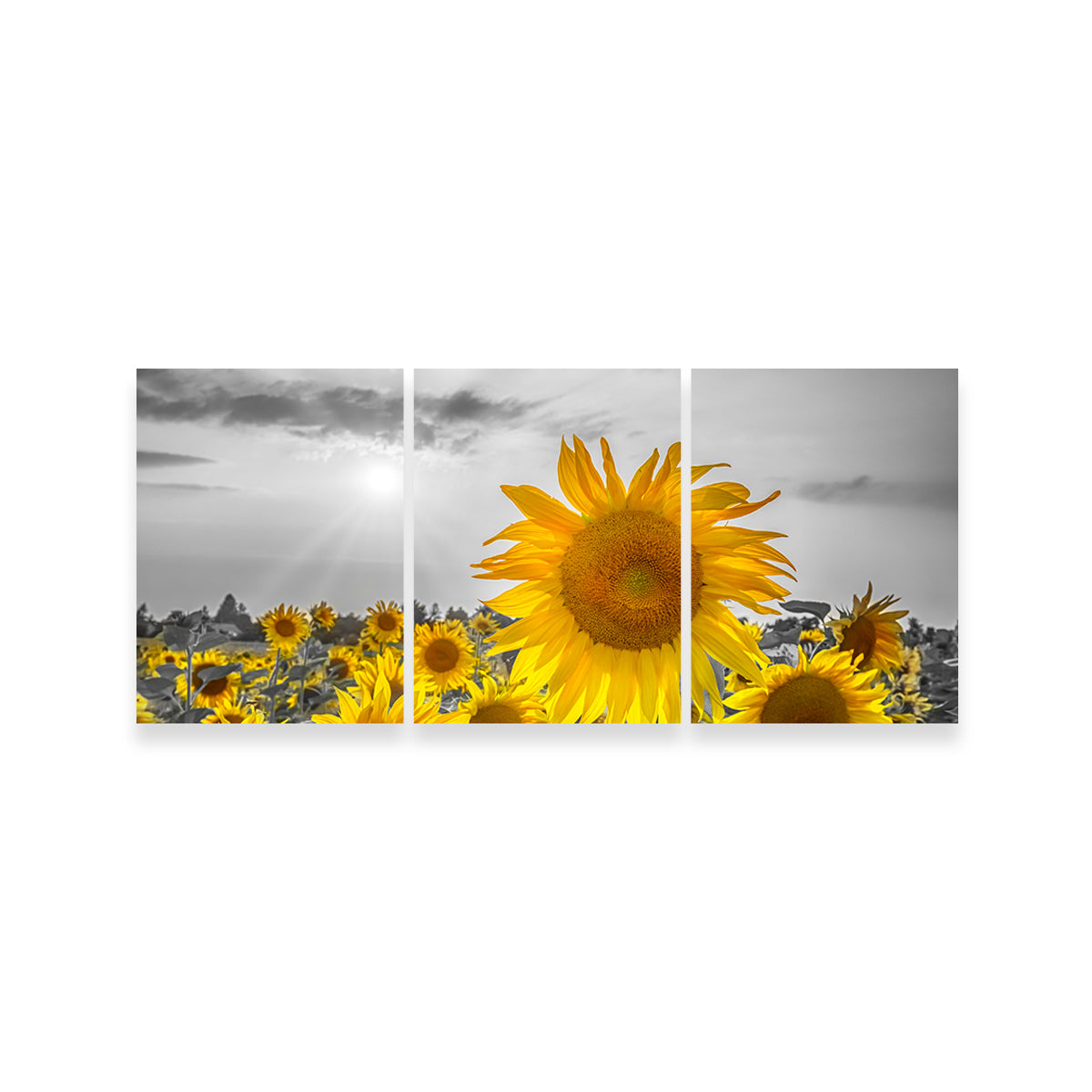 Sunflower Field - Yellow Color Pop Wall Art