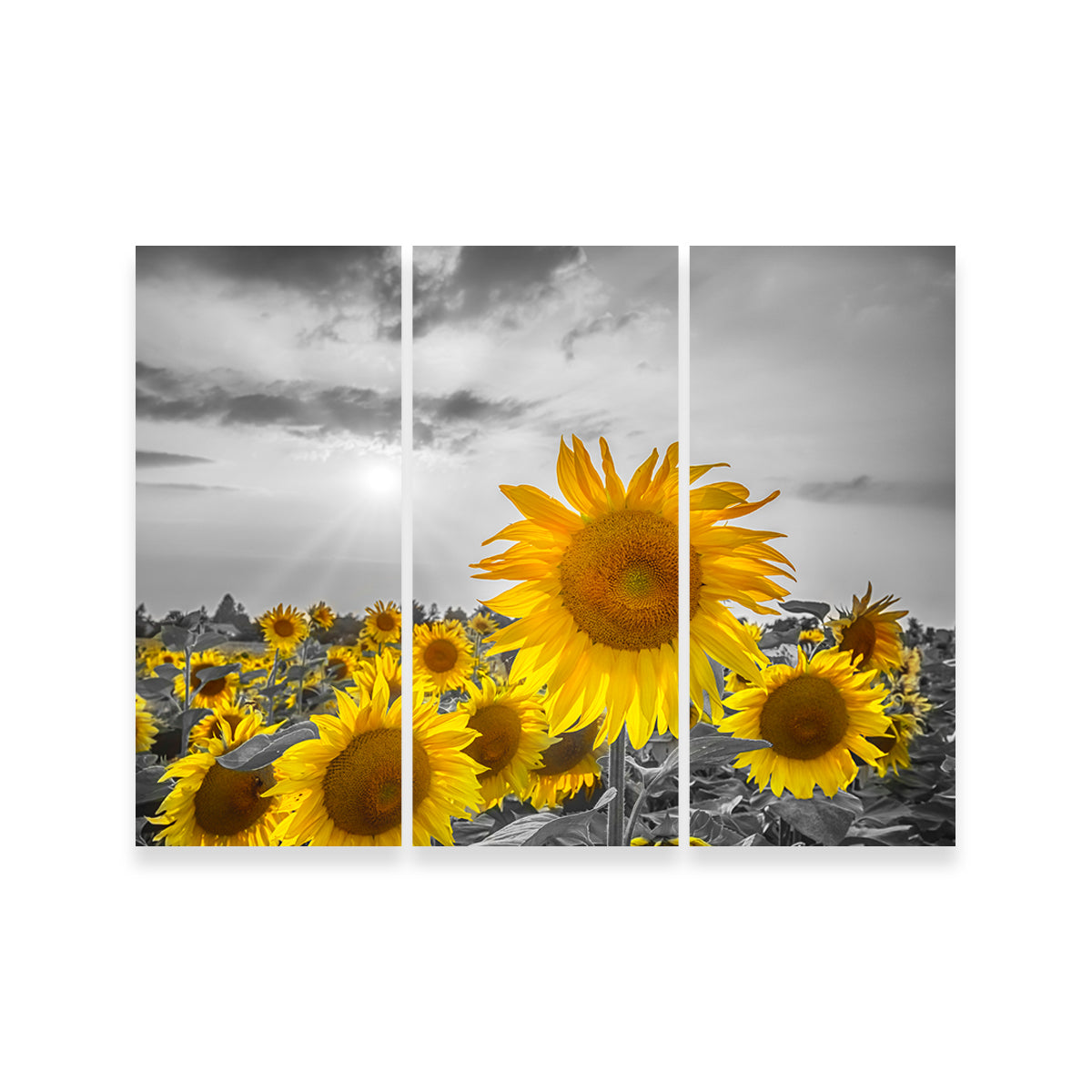 Sunflower Field - Yellow Color Pop Wall Art