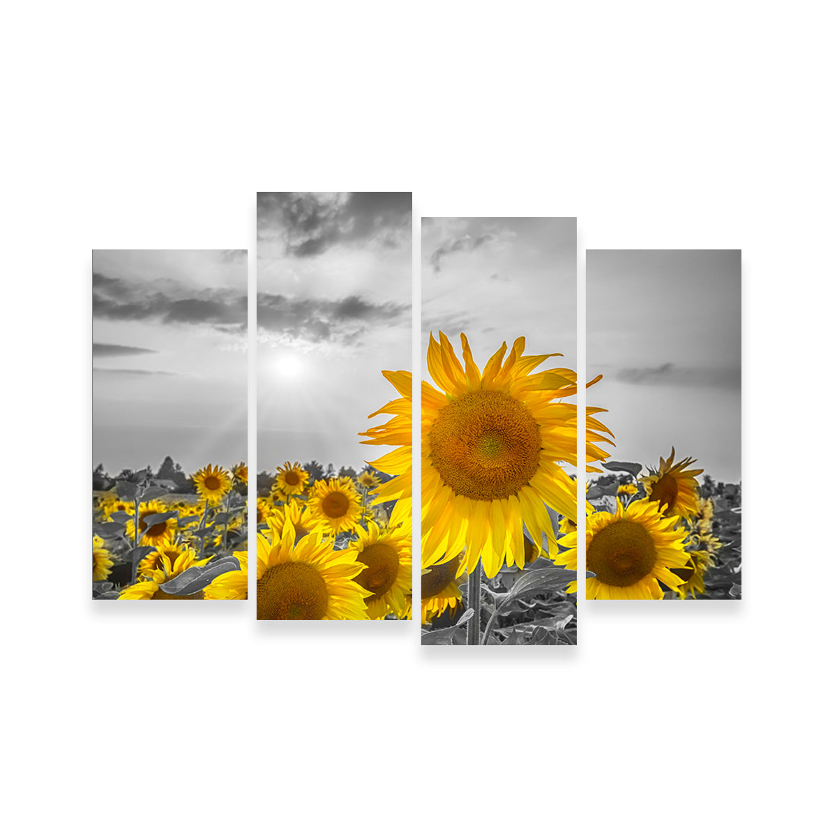 Sunflower Field - Yellow Color Pop Wall Art