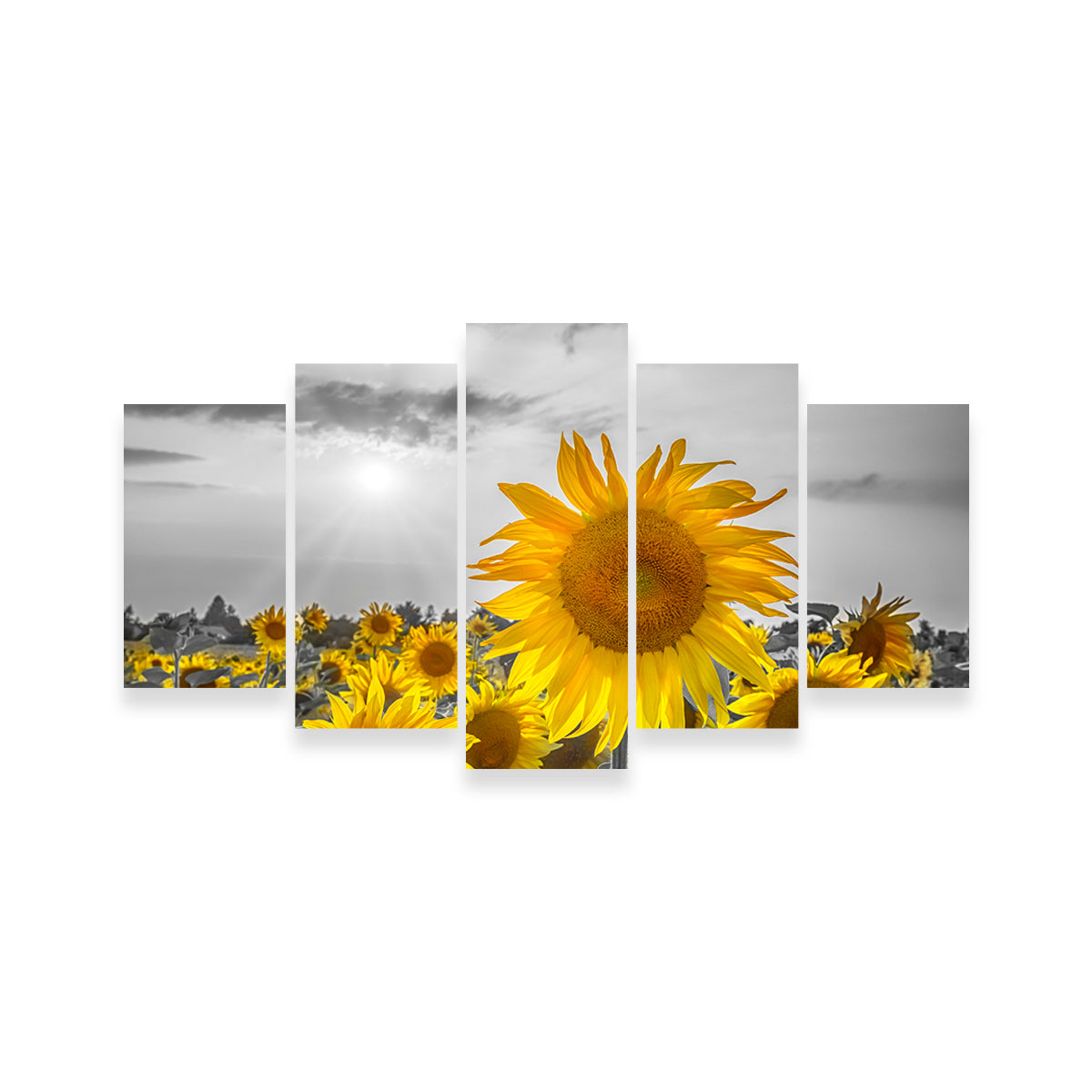 Sunflower Field - Yellow Color Pop Wall Art