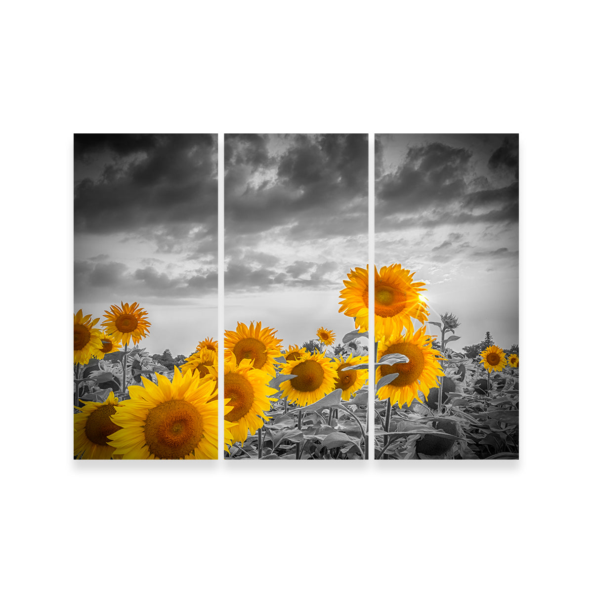 Sunflowers in the Evening Wall Art
