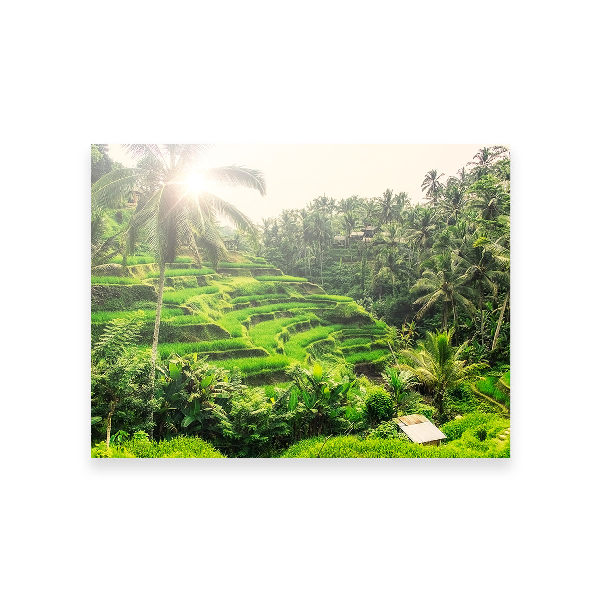 Tegallalang Wall Art