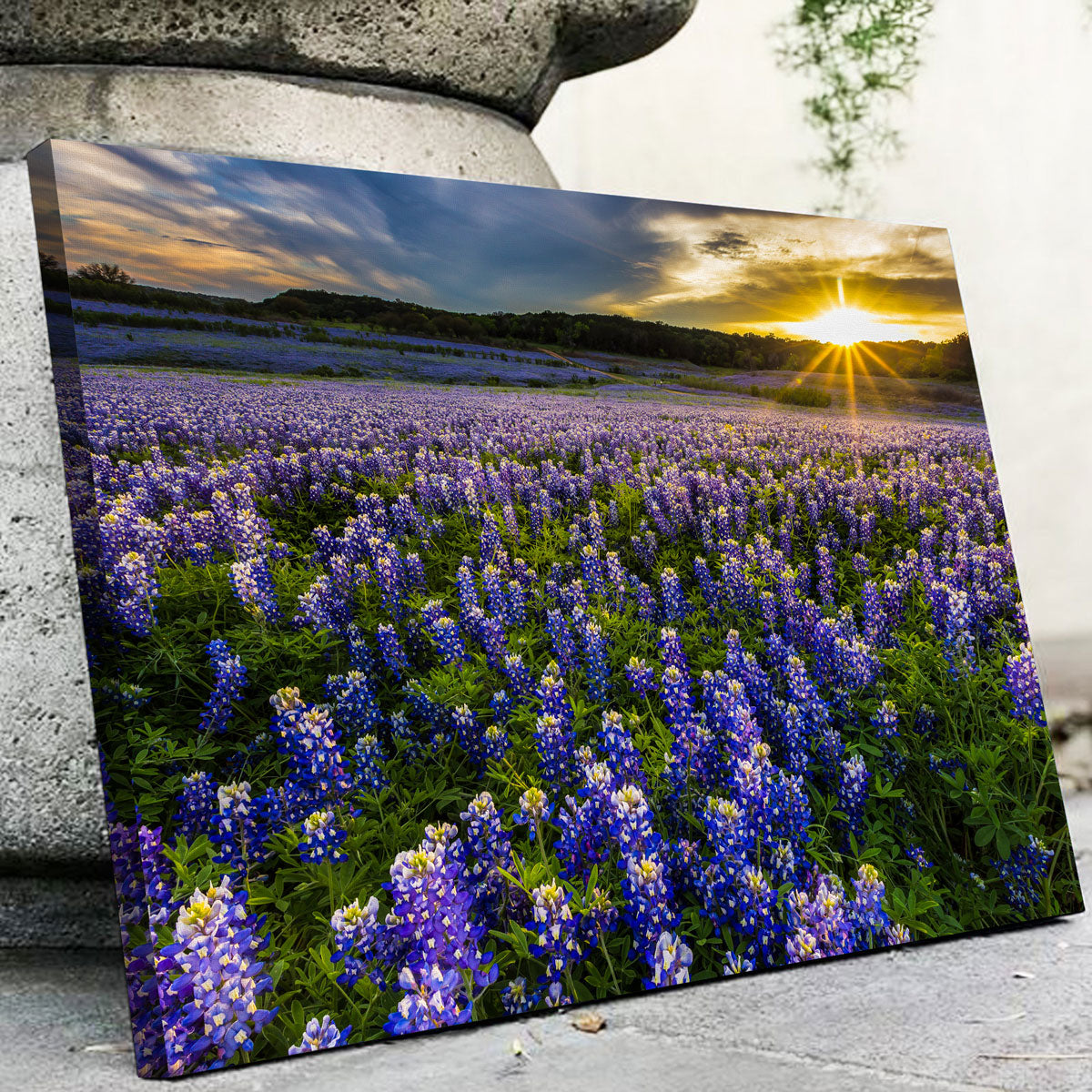 Texas Bluebonnet Field Muleshoe Bend Wall Art