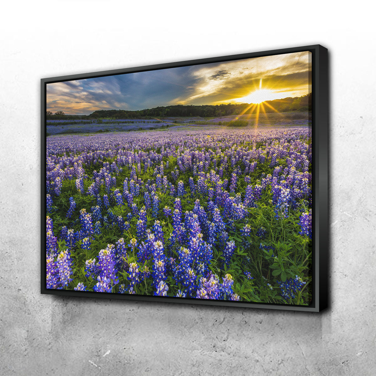 Texas Bluebonnet Field Muleshoe Bend Wall Art