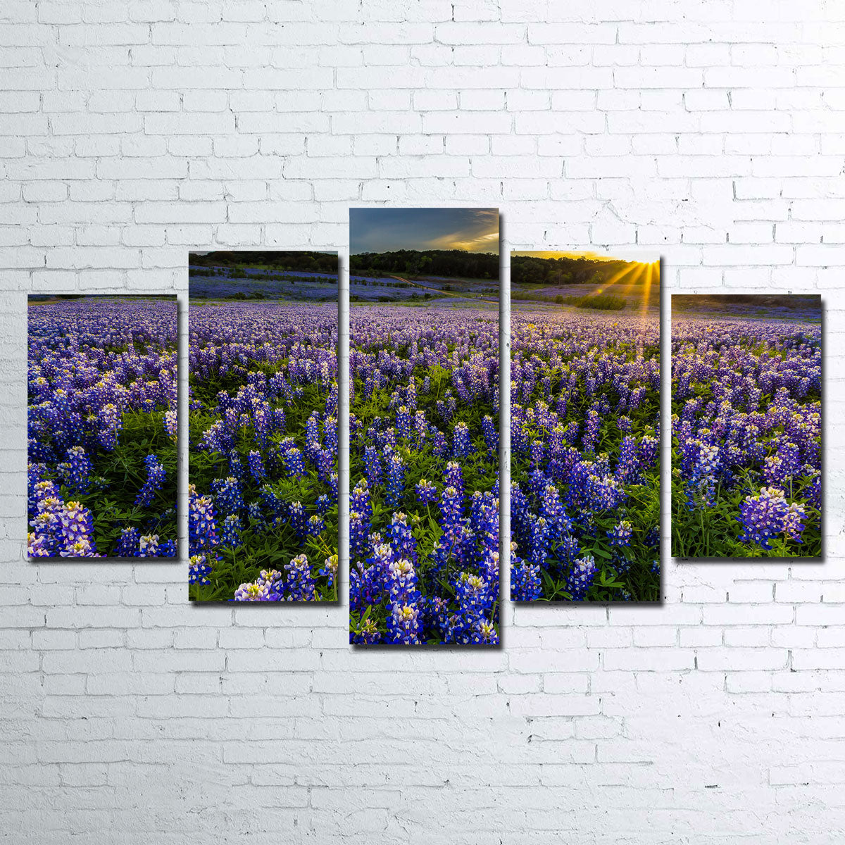 Texas Bluebonnet Field Muleshoe Bend Wall Art
