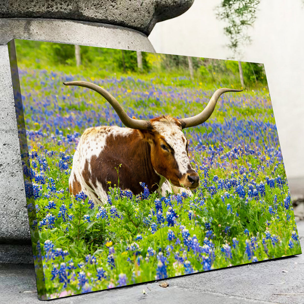 Texas Longhorn Bull Wall Art