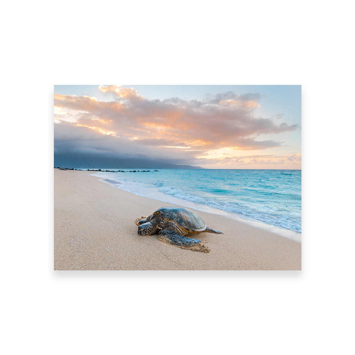Turtle Sunset Wall Art