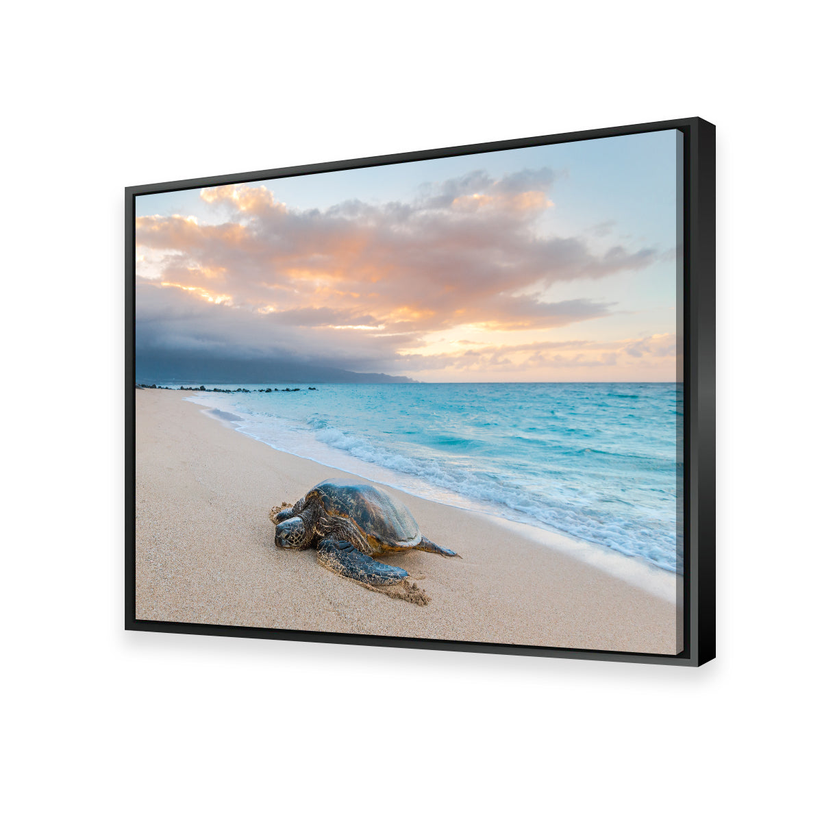 Turtle Sunset Wall Art