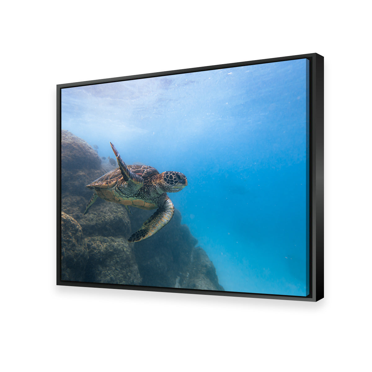 Turtle Wave Wall Art