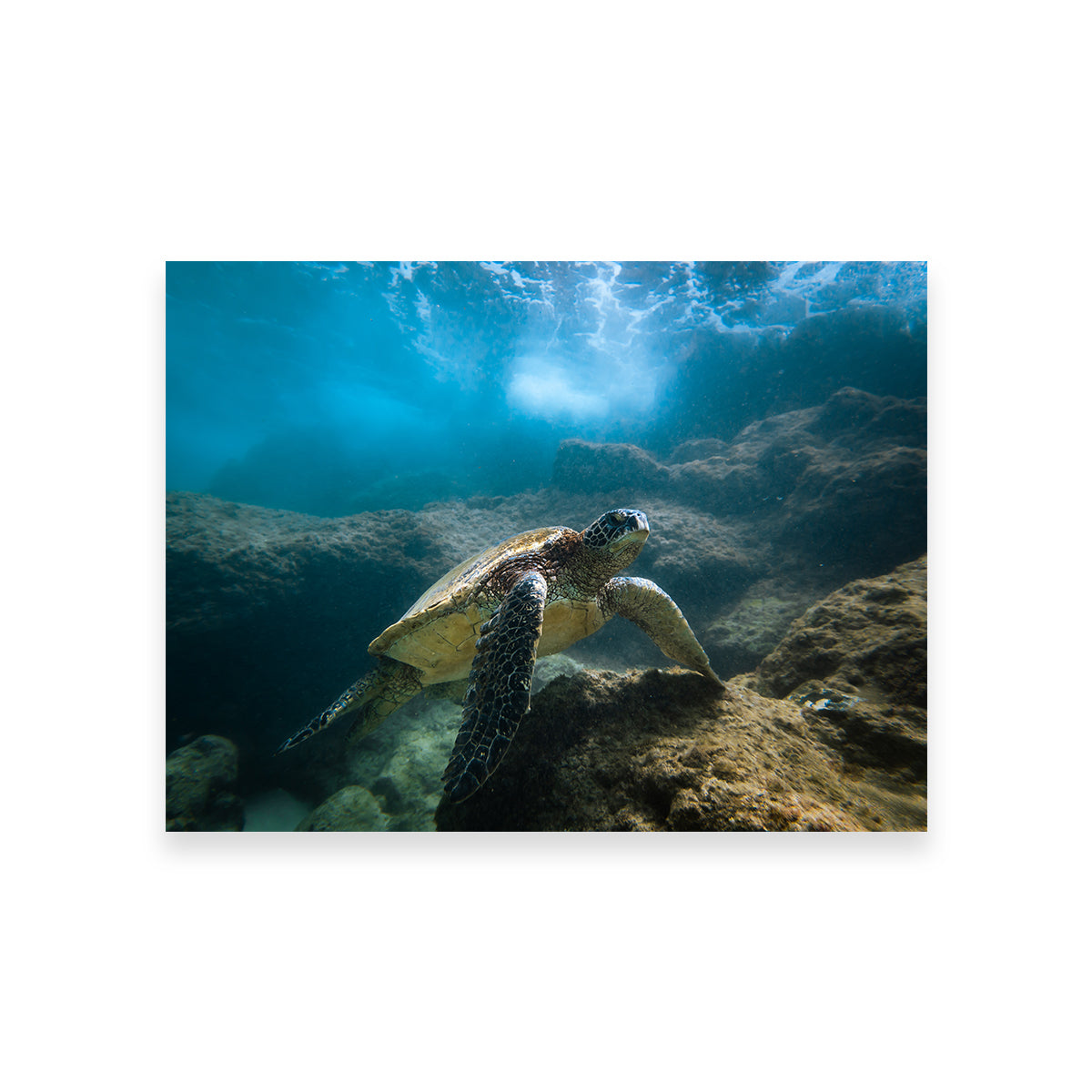 Under the Sea Wall Art