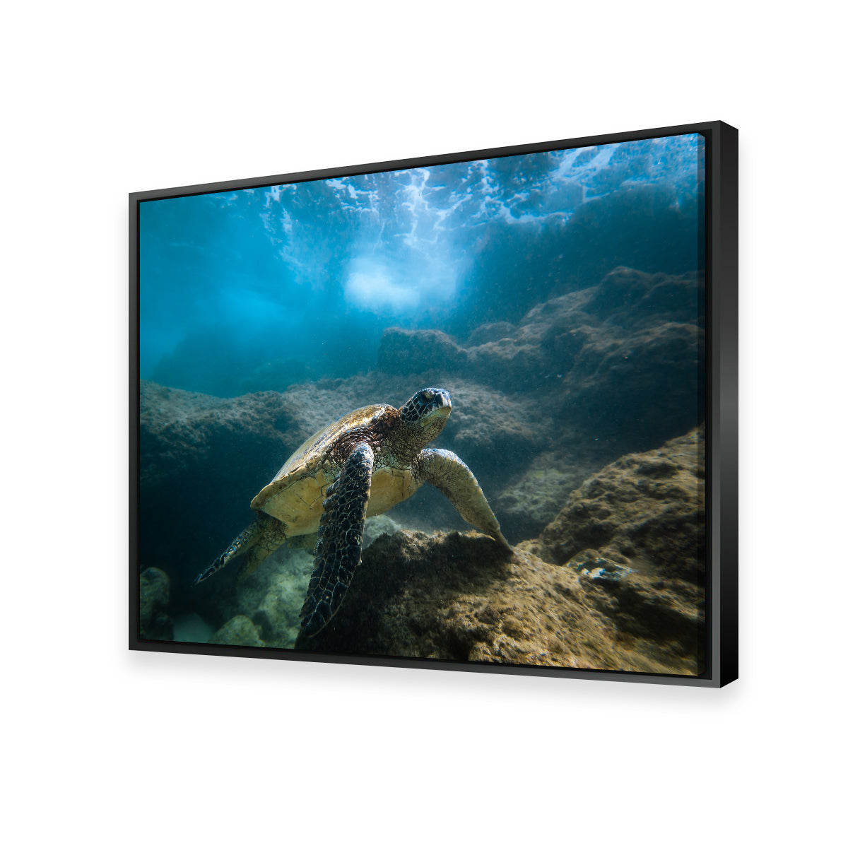 Under the Sea Wall Art