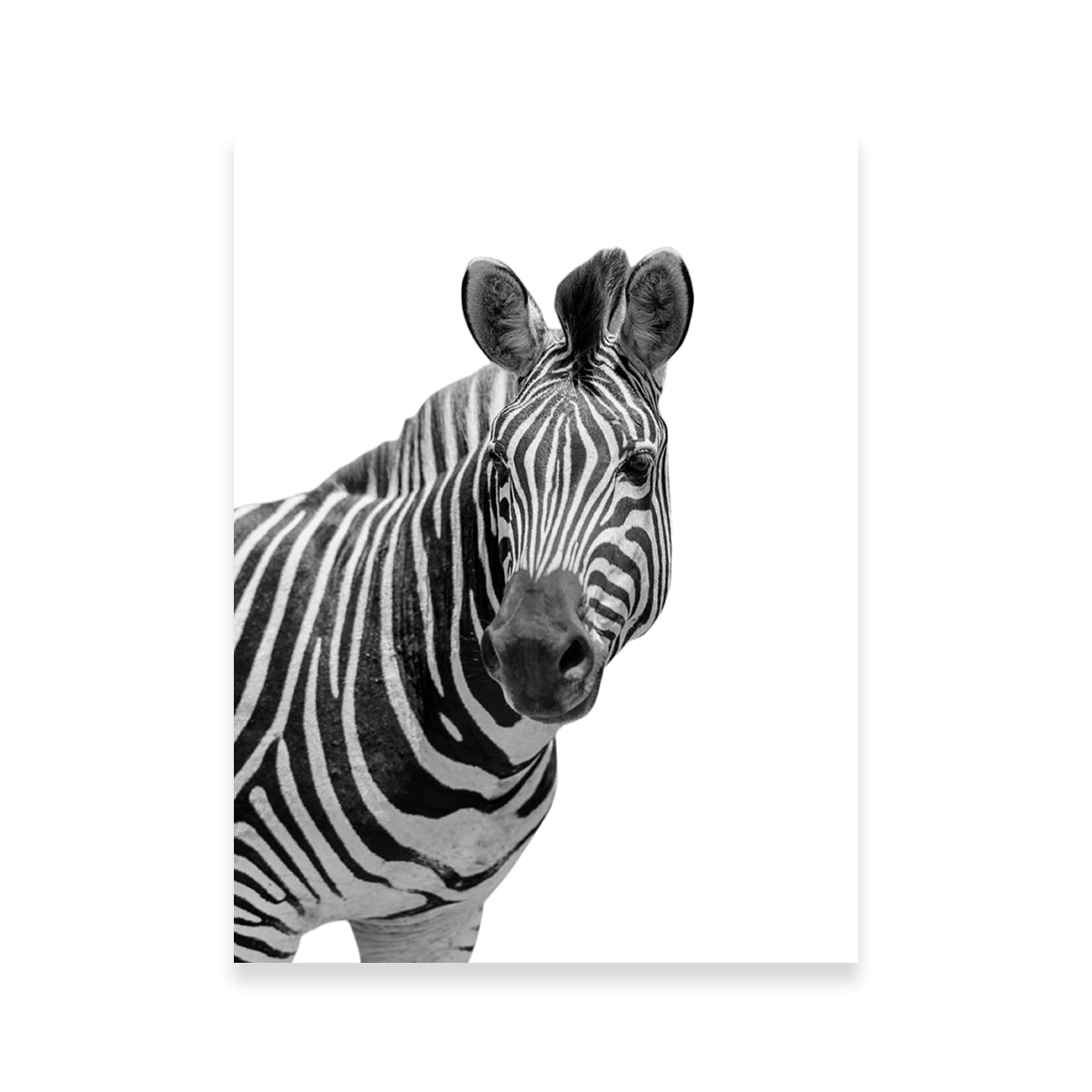 Zebra Grayscale