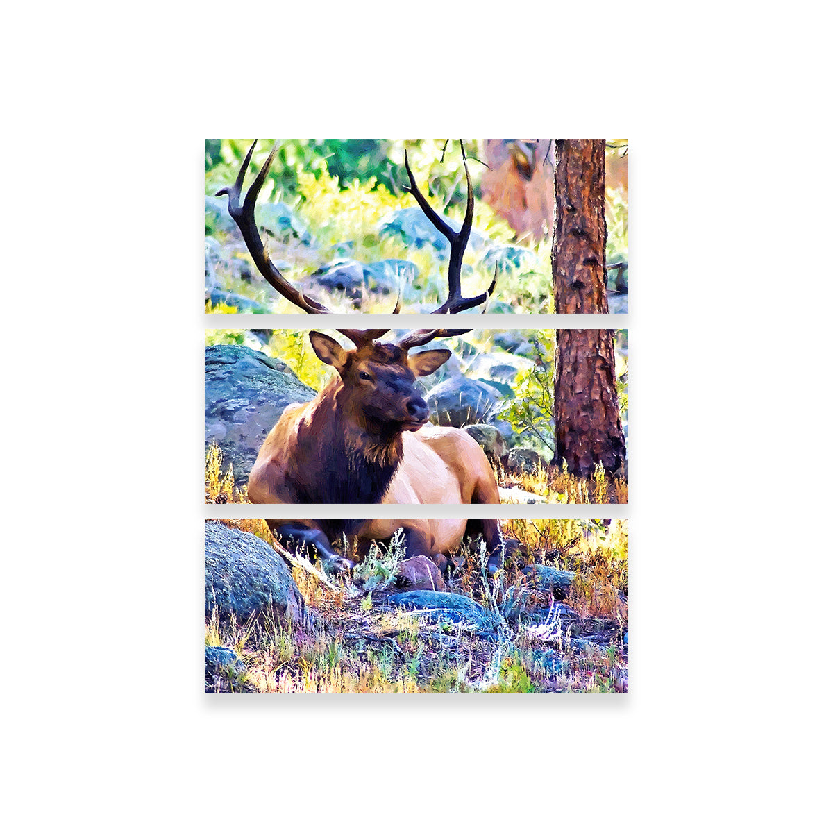 Bull Elk