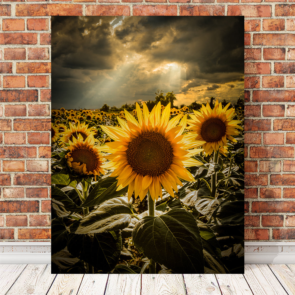 Girasoli Wall Art