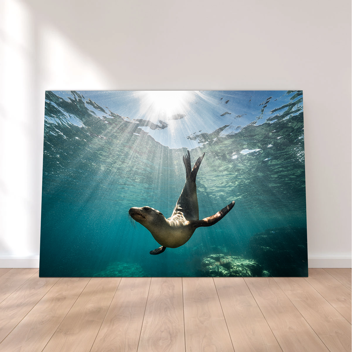 California Sea Lion Wall Art