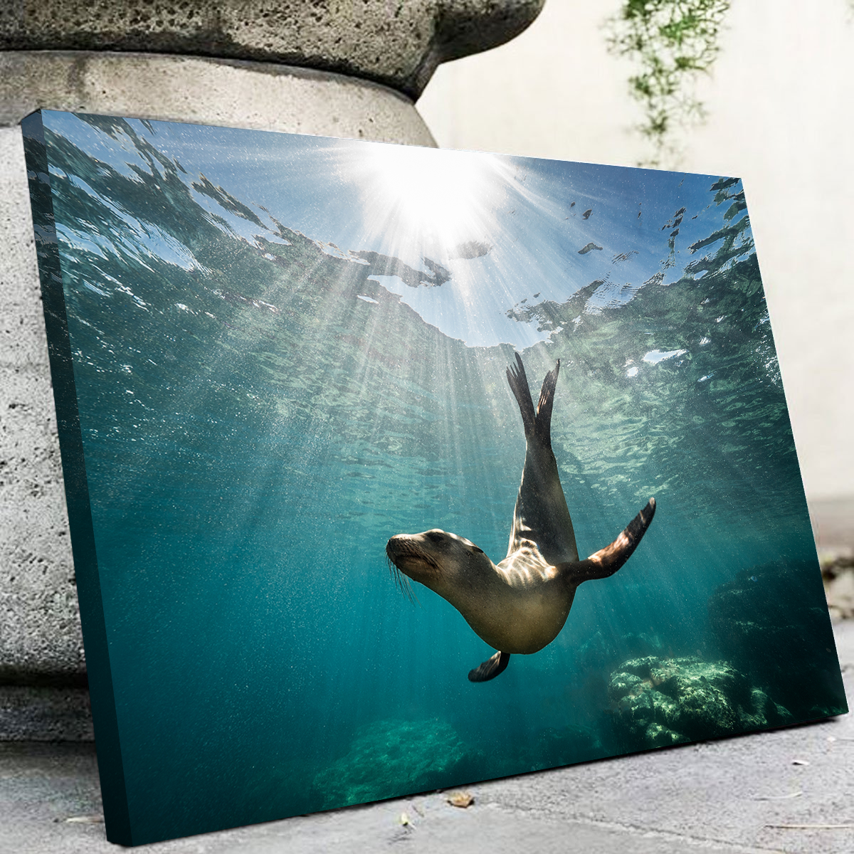 California Sea Lion Wall Art
