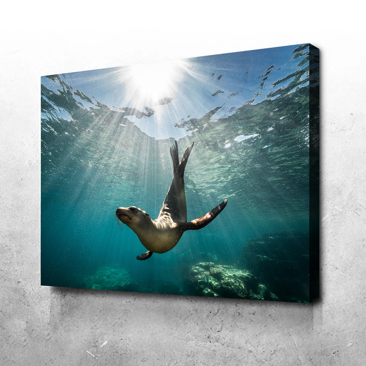 California Sea Lion Wall Art