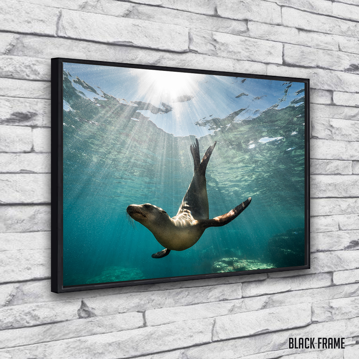 California Sea Lion Wall Art