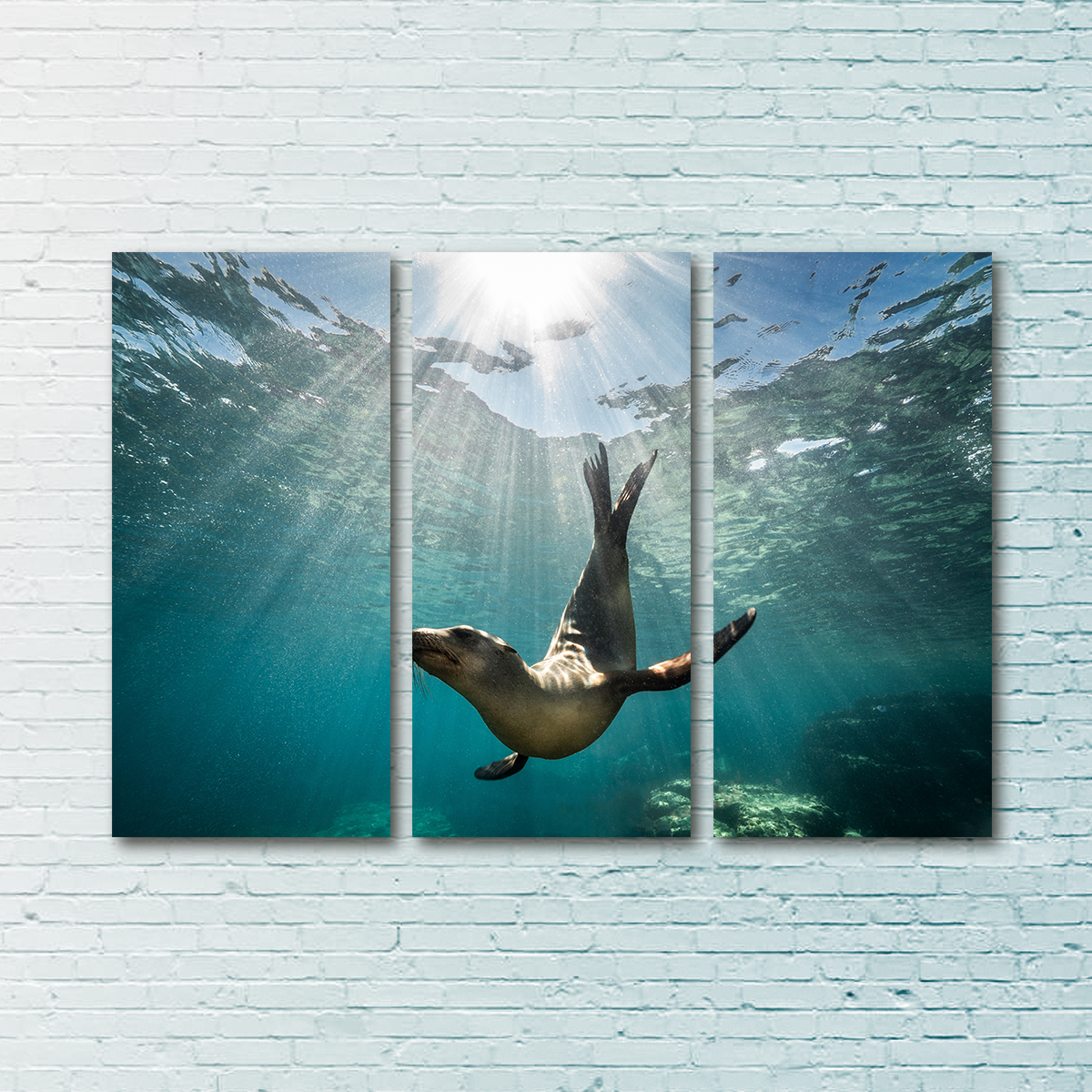 California Sea Lion Wall Art