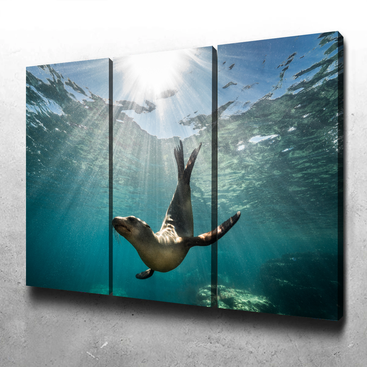 California Sea Lion Wall Art