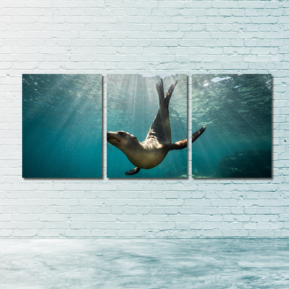 California Sea Lion Wall Art