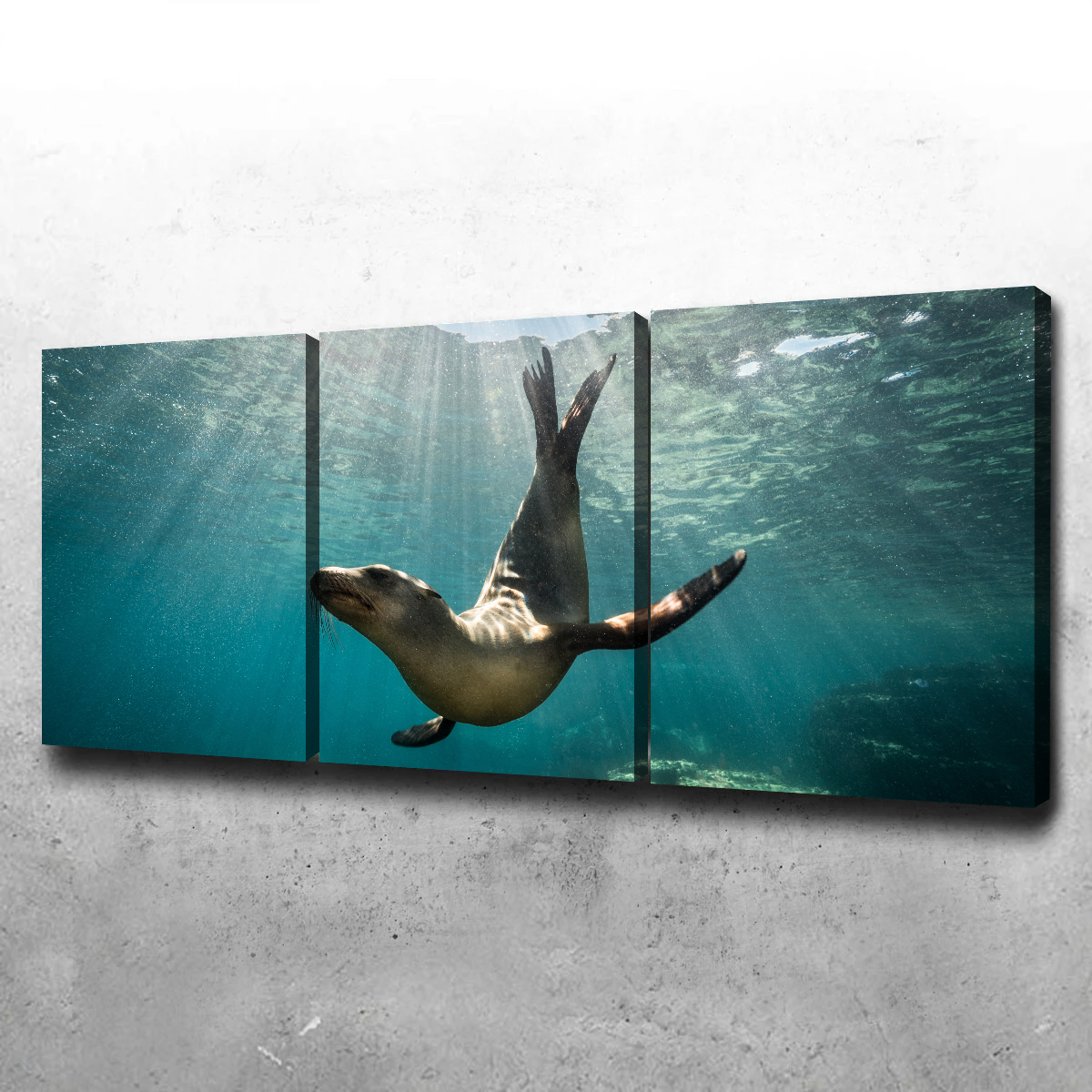 California Sea Lion Wall Art