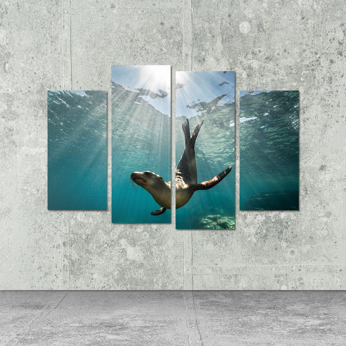California Sea Lion Wall Art