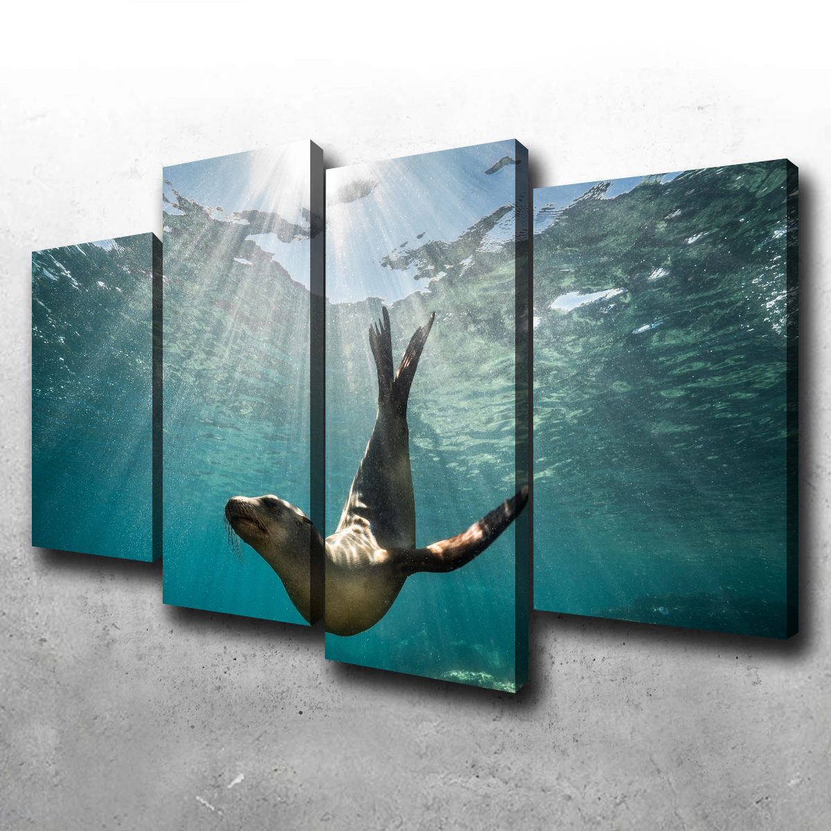 California Sea Lion Wall Art