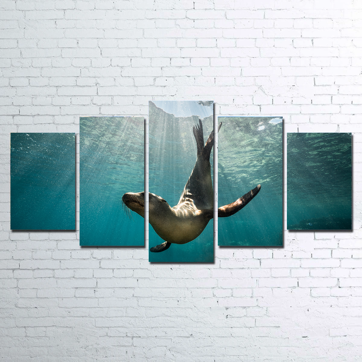 California Sea Lion Wall Art