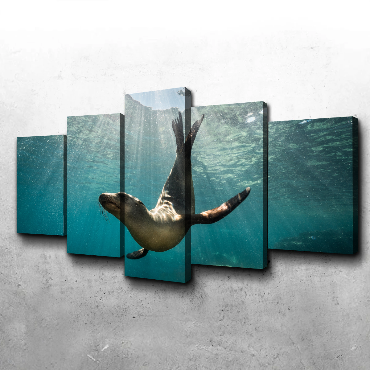 California Sea Lion Wall Art