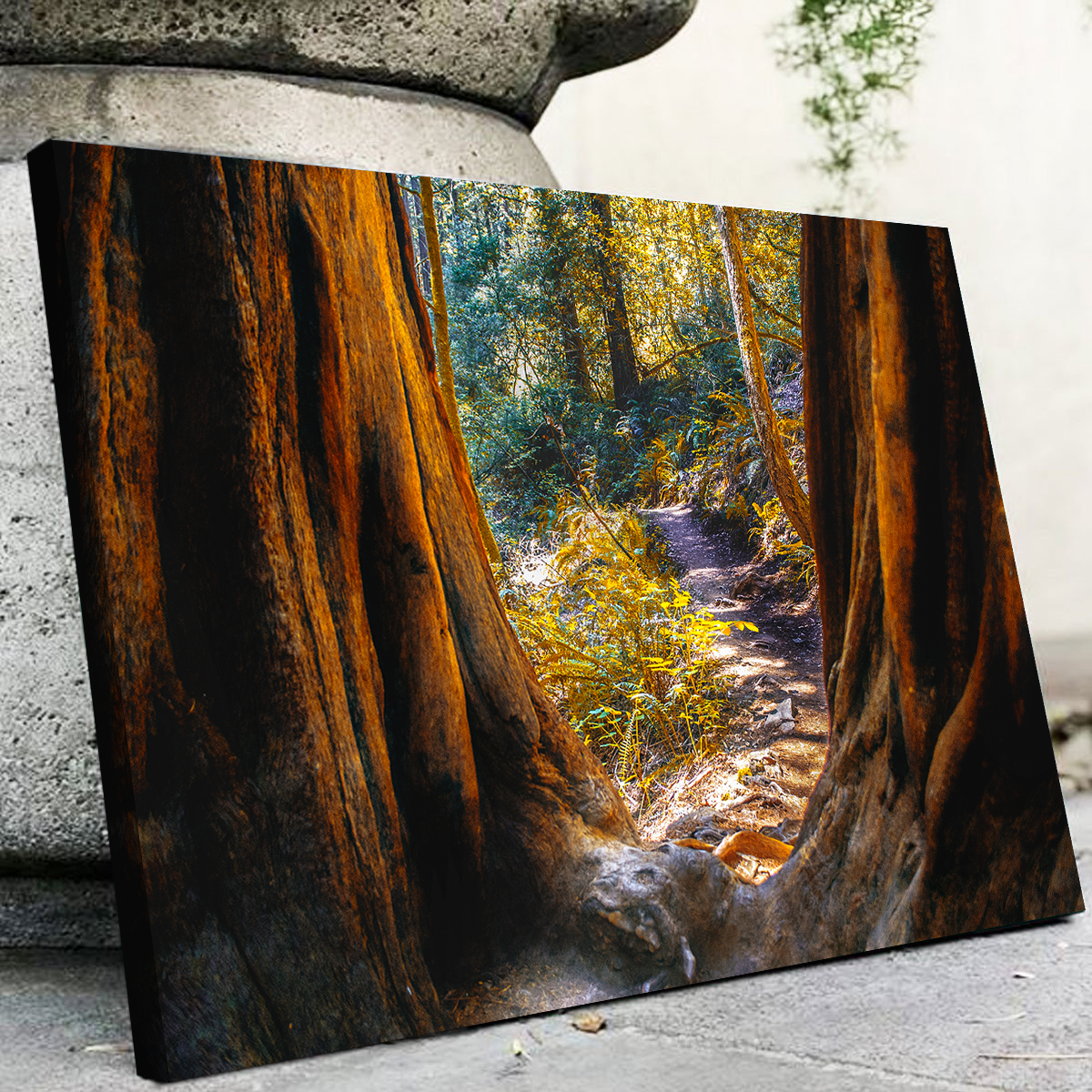 Muir Woods Wall Art