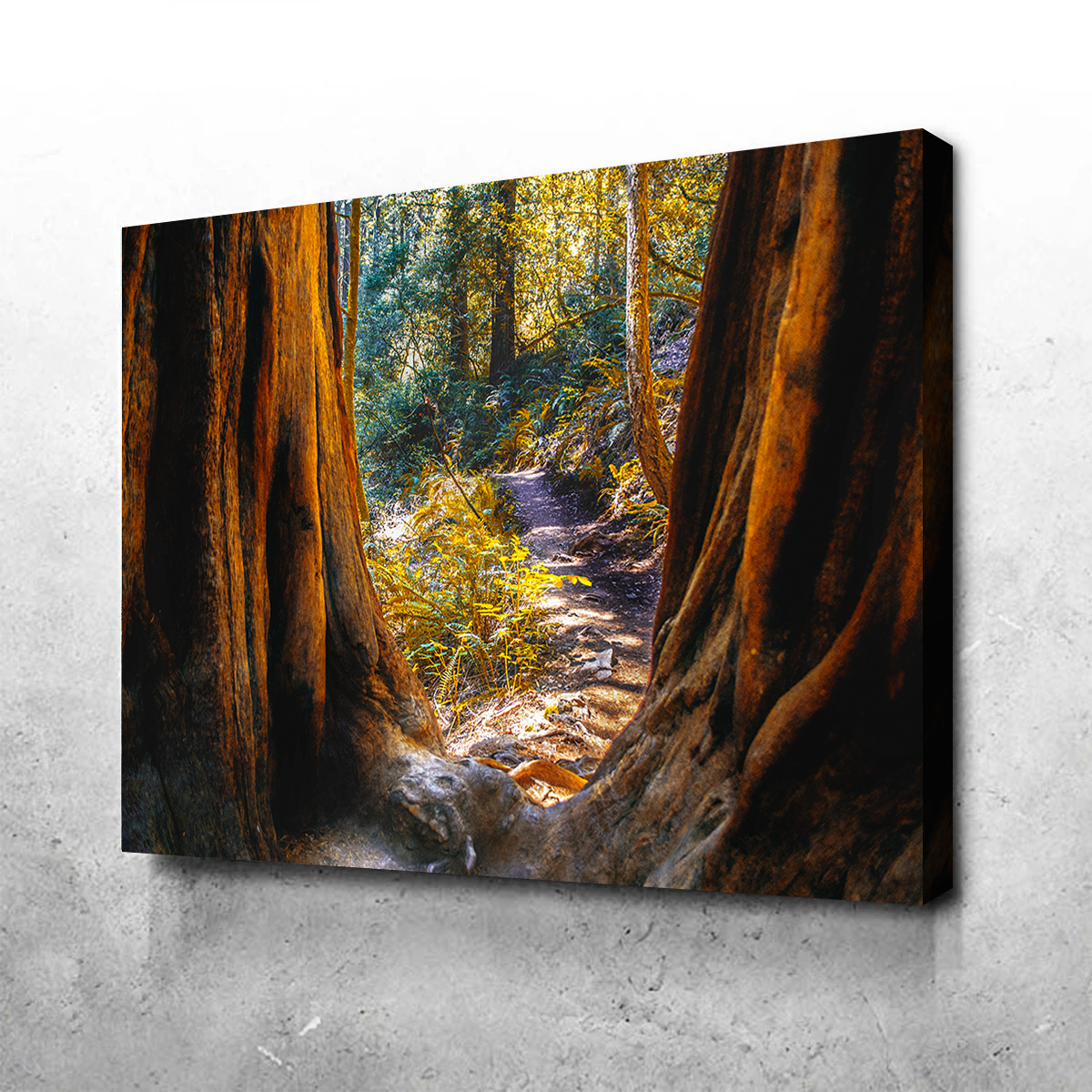 Muir Woods Wall Art