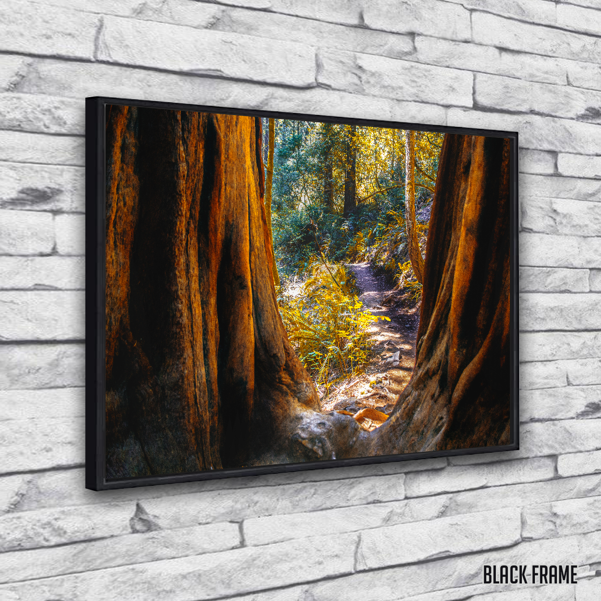 Muir Woods Wall Art