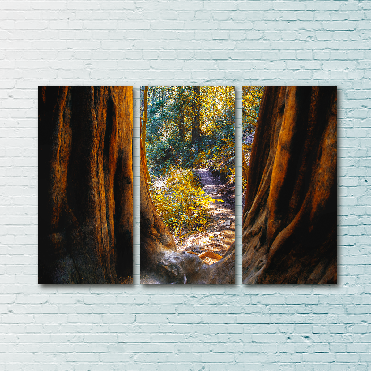 Muir Woods Wall Art