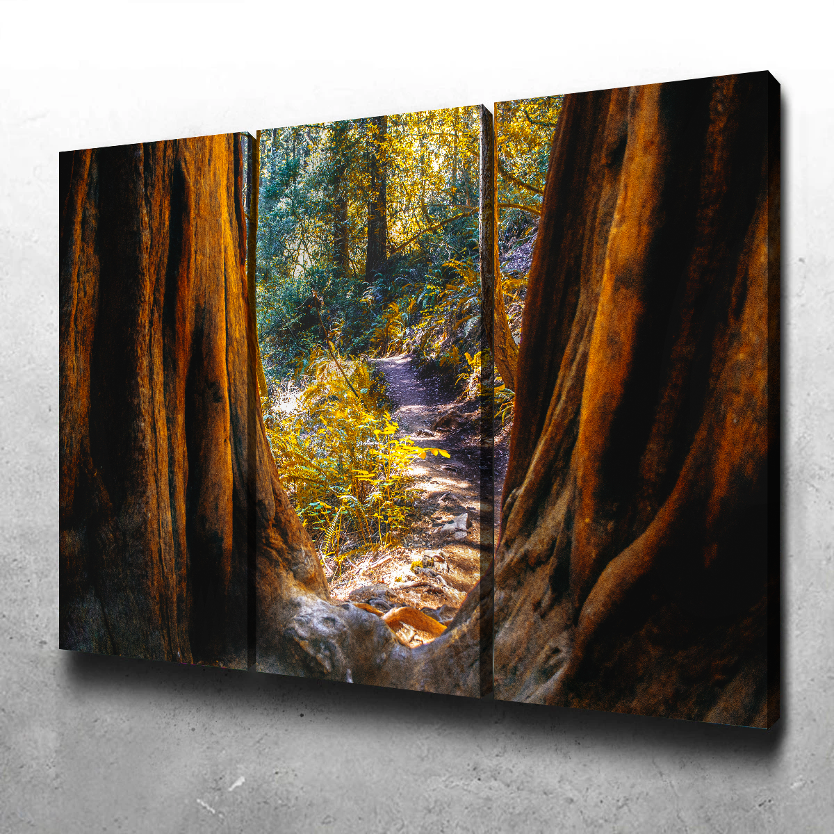 Muir Woods Wall Art