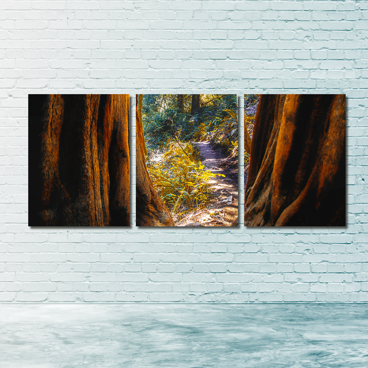 Muir Woods Wall Art
