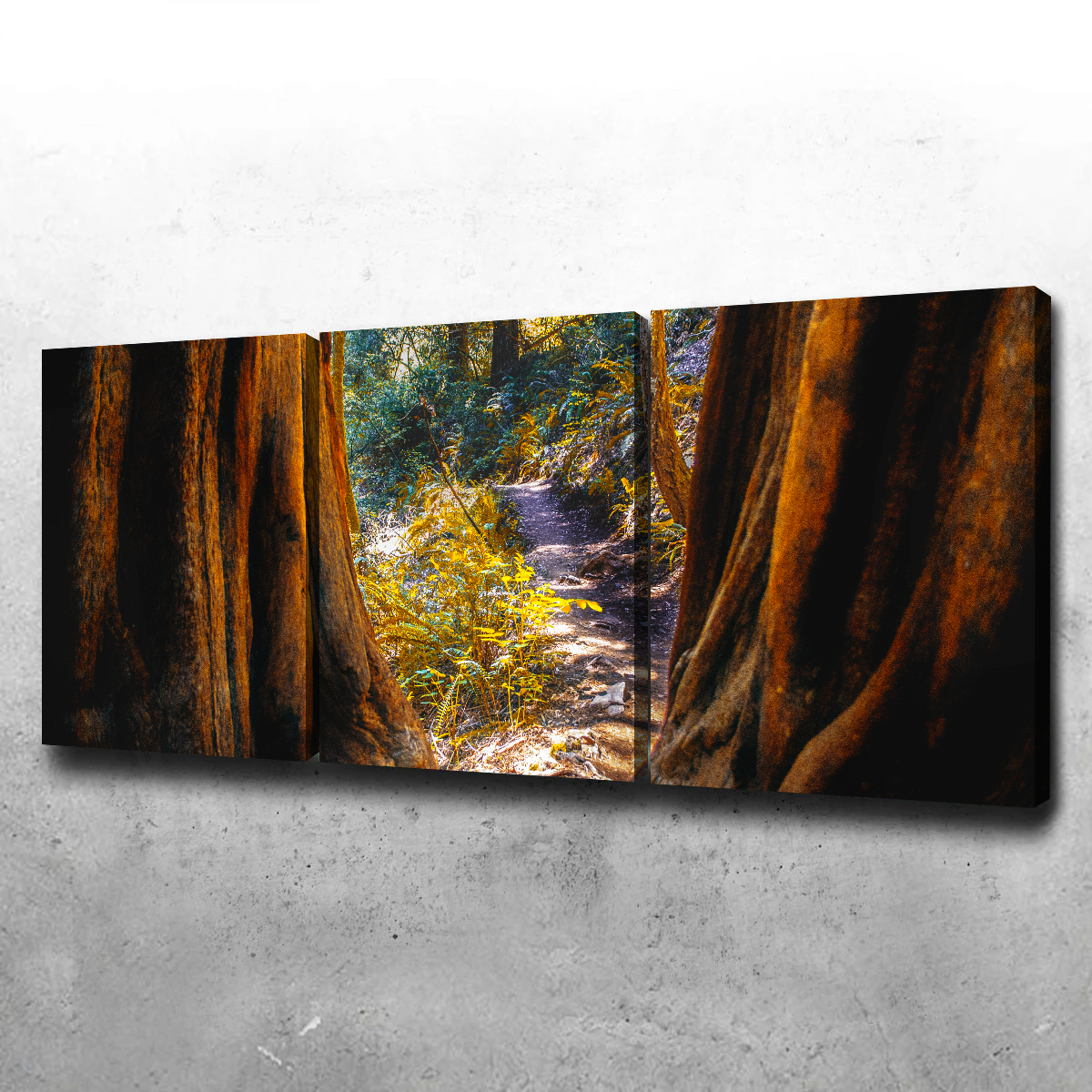 Muir Woods Wall Art