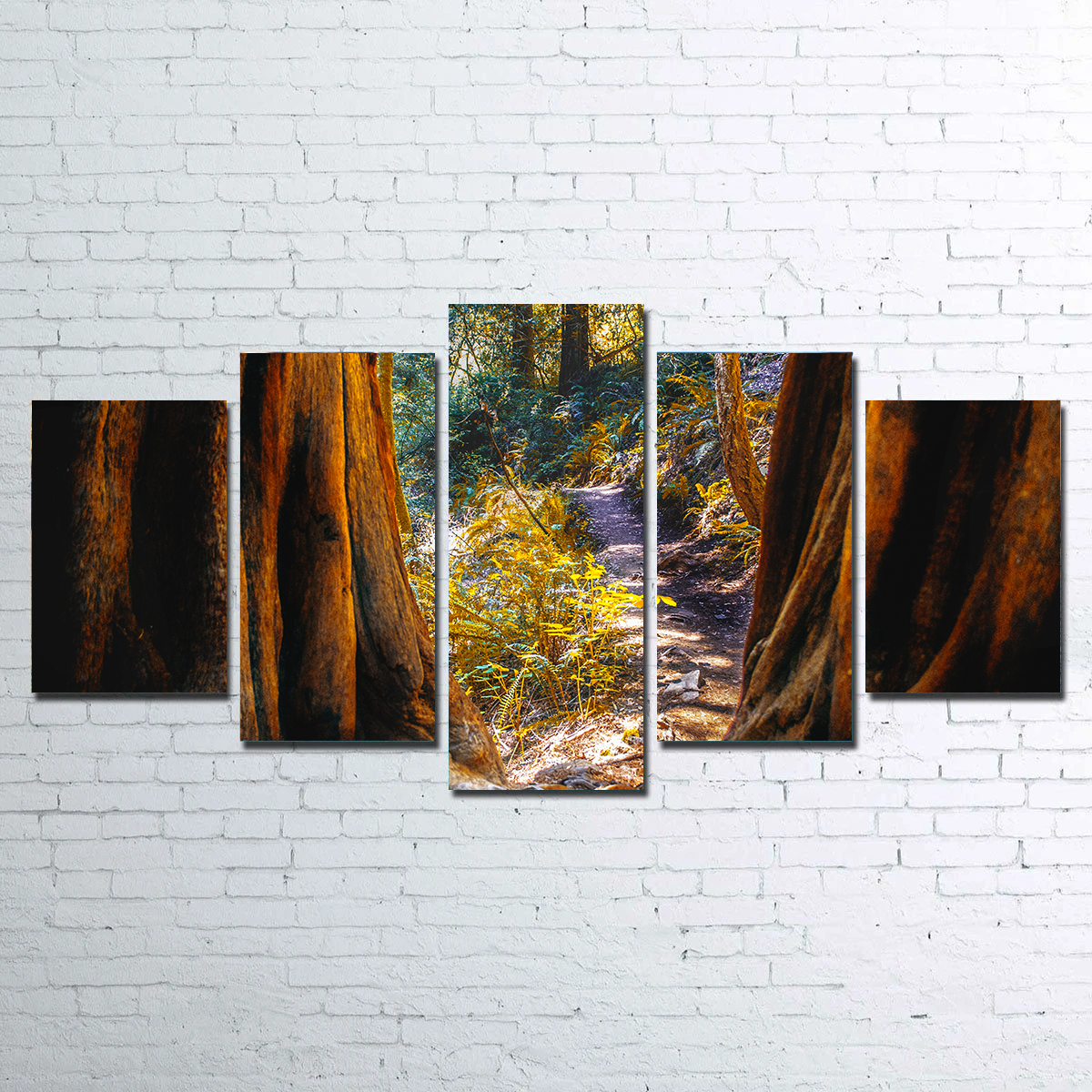 Muir Woods Wall Art