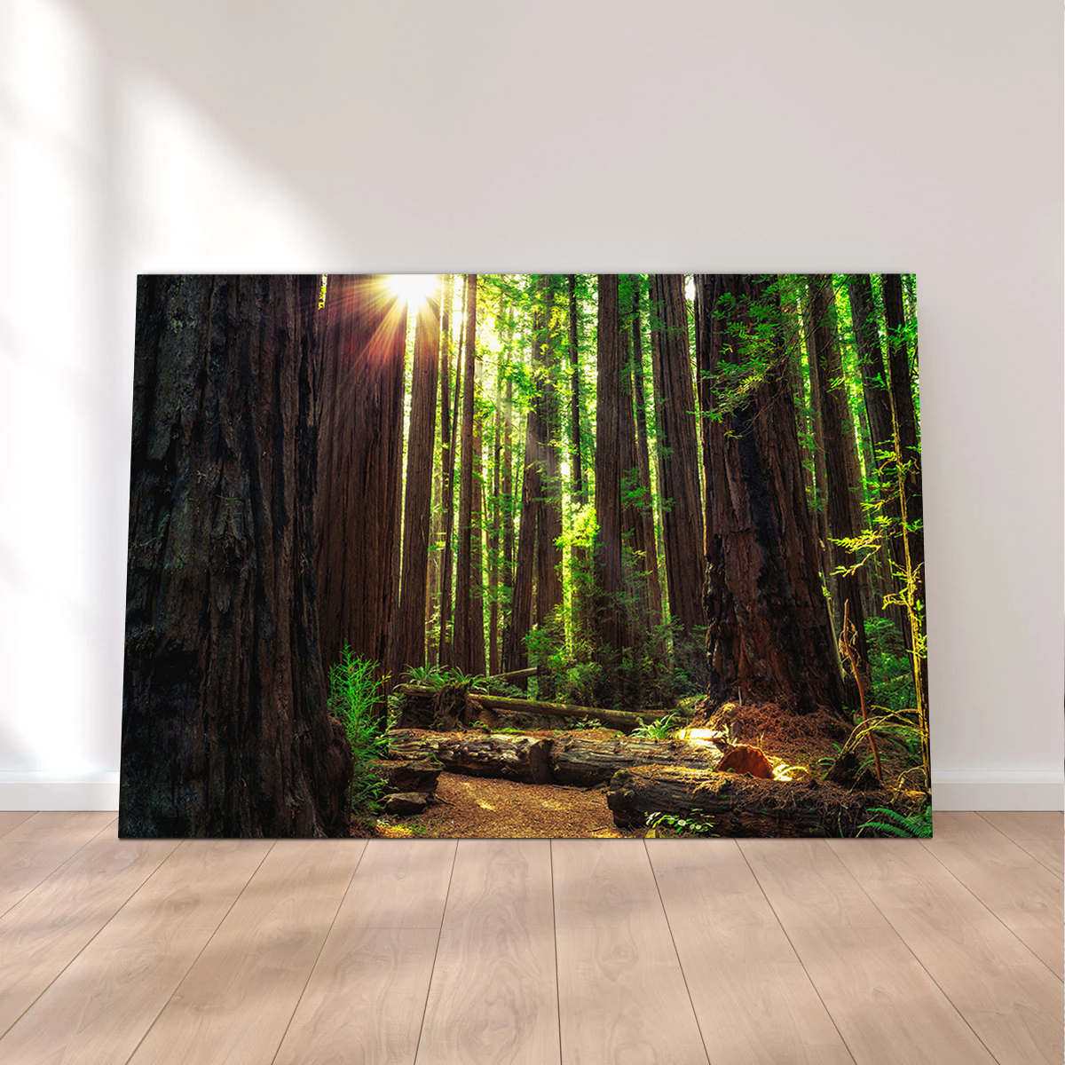Sunrise in the Redwoods Wall Art