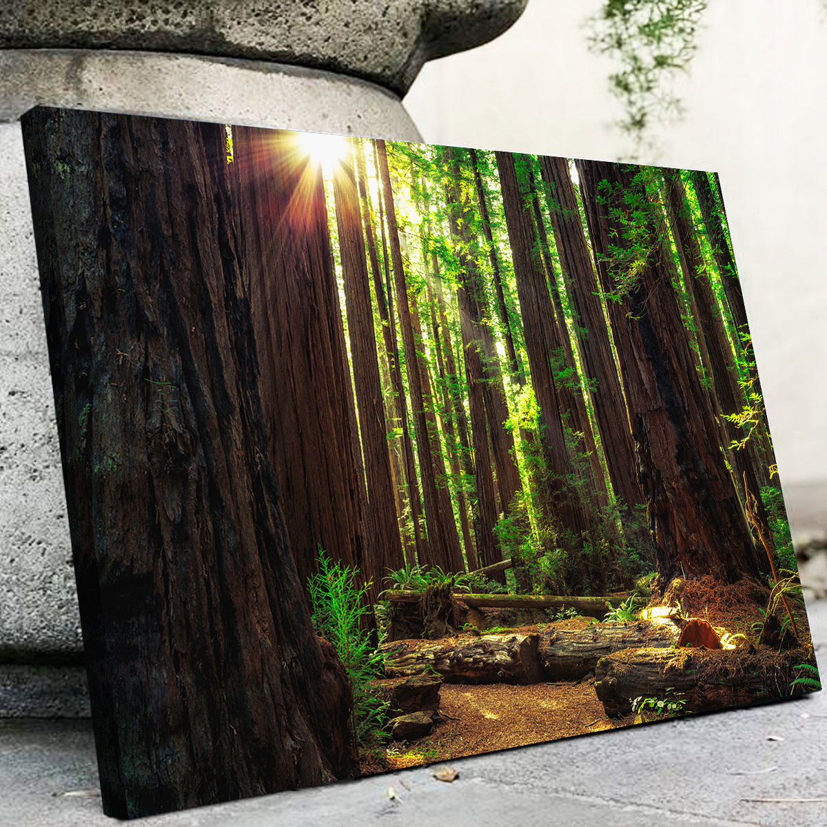 Sunrise in the Redwoods Wall Art