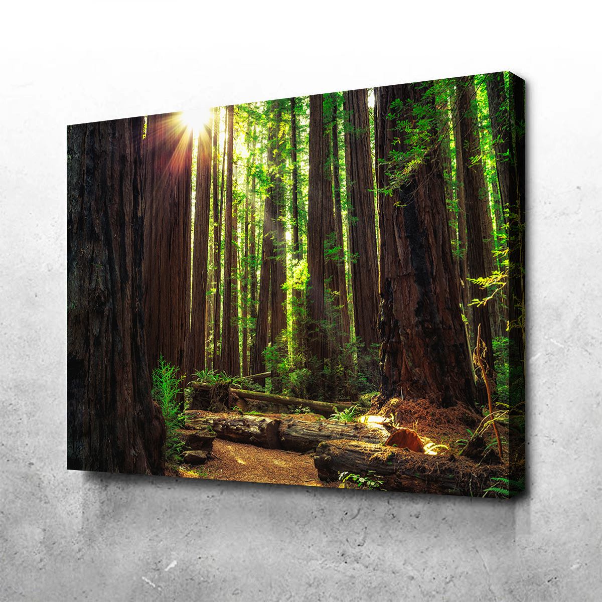 Sunrise in the Redwoods Wall Art