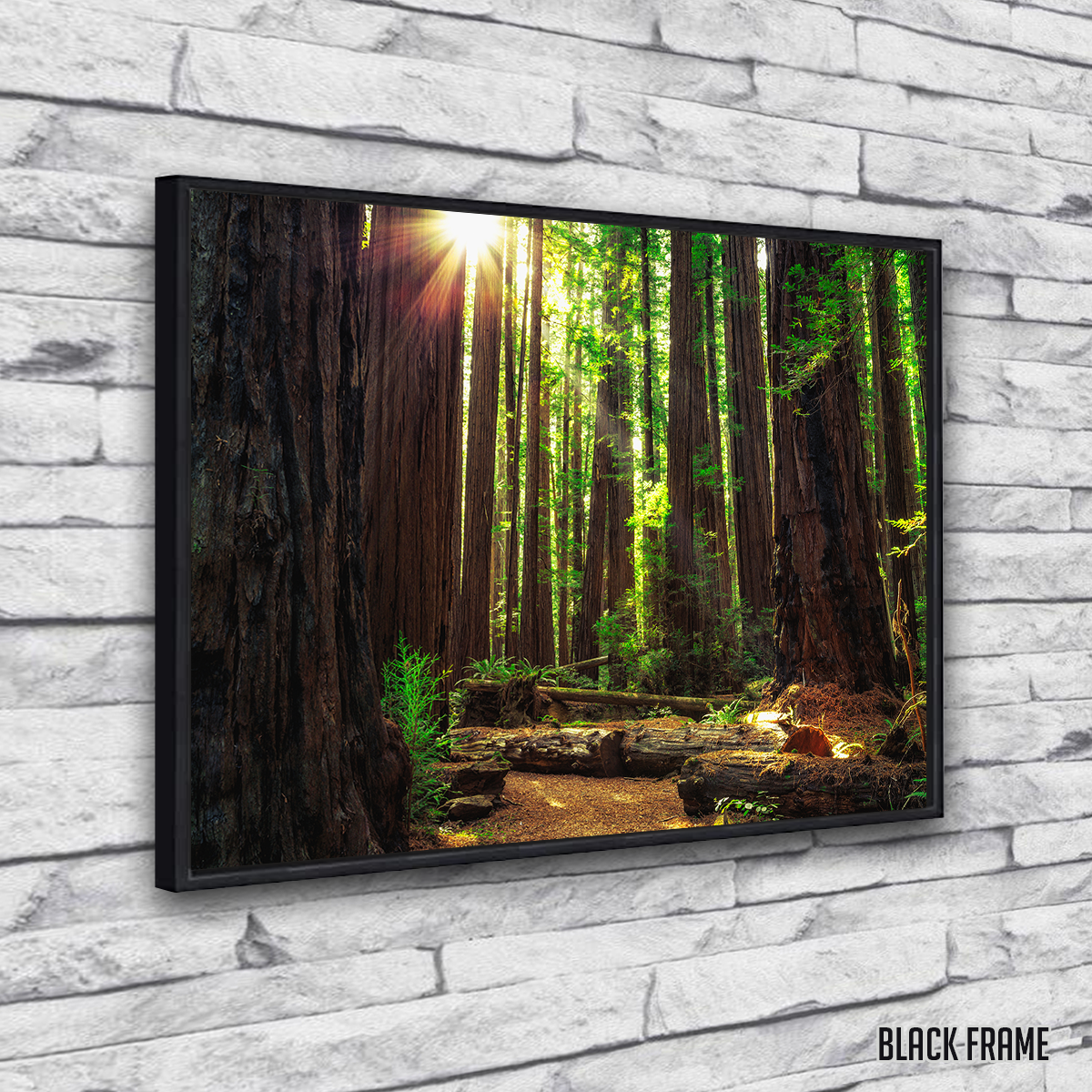 Sunrise in the Redwoods Wall Art