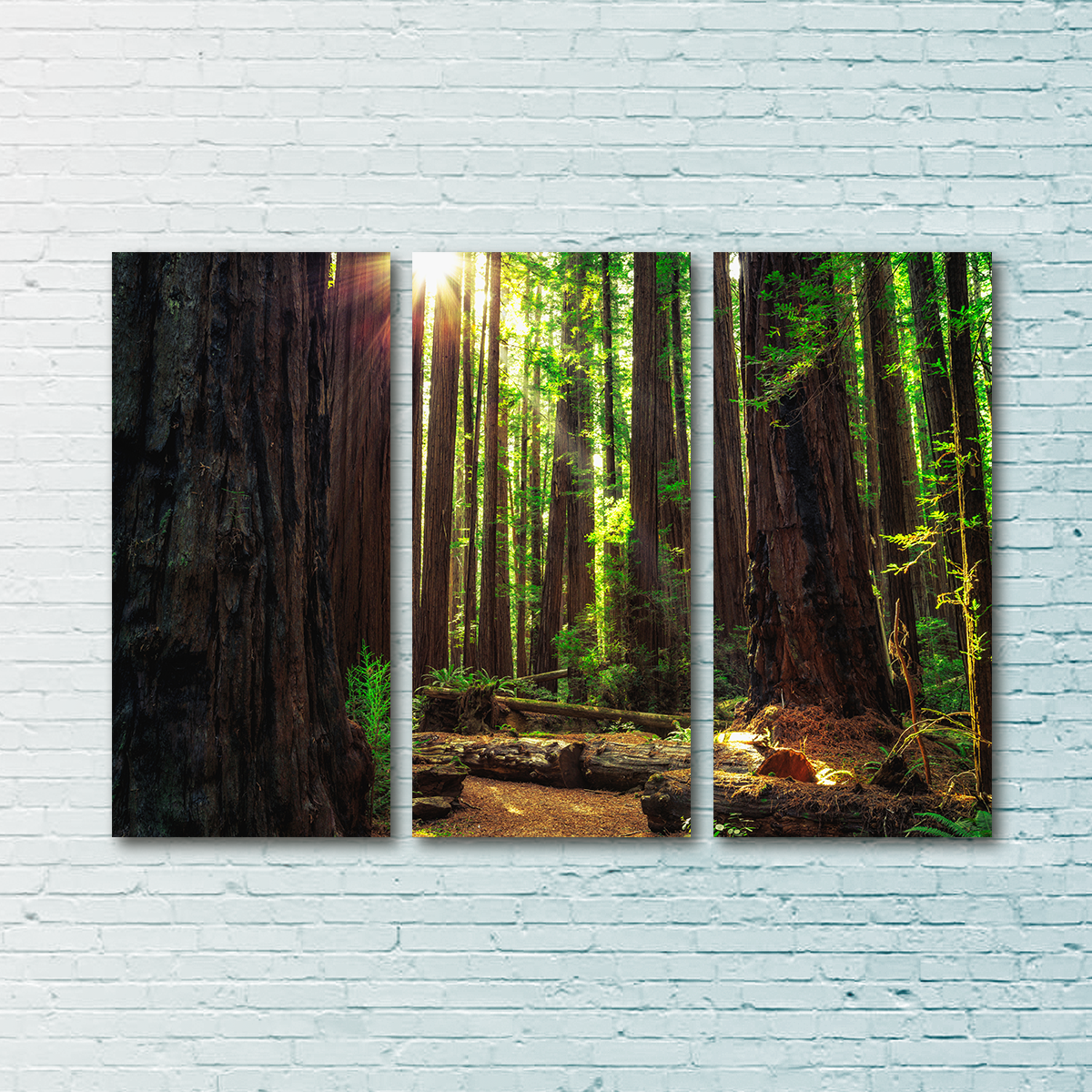 Sunrise in the Redwoods Wall Art