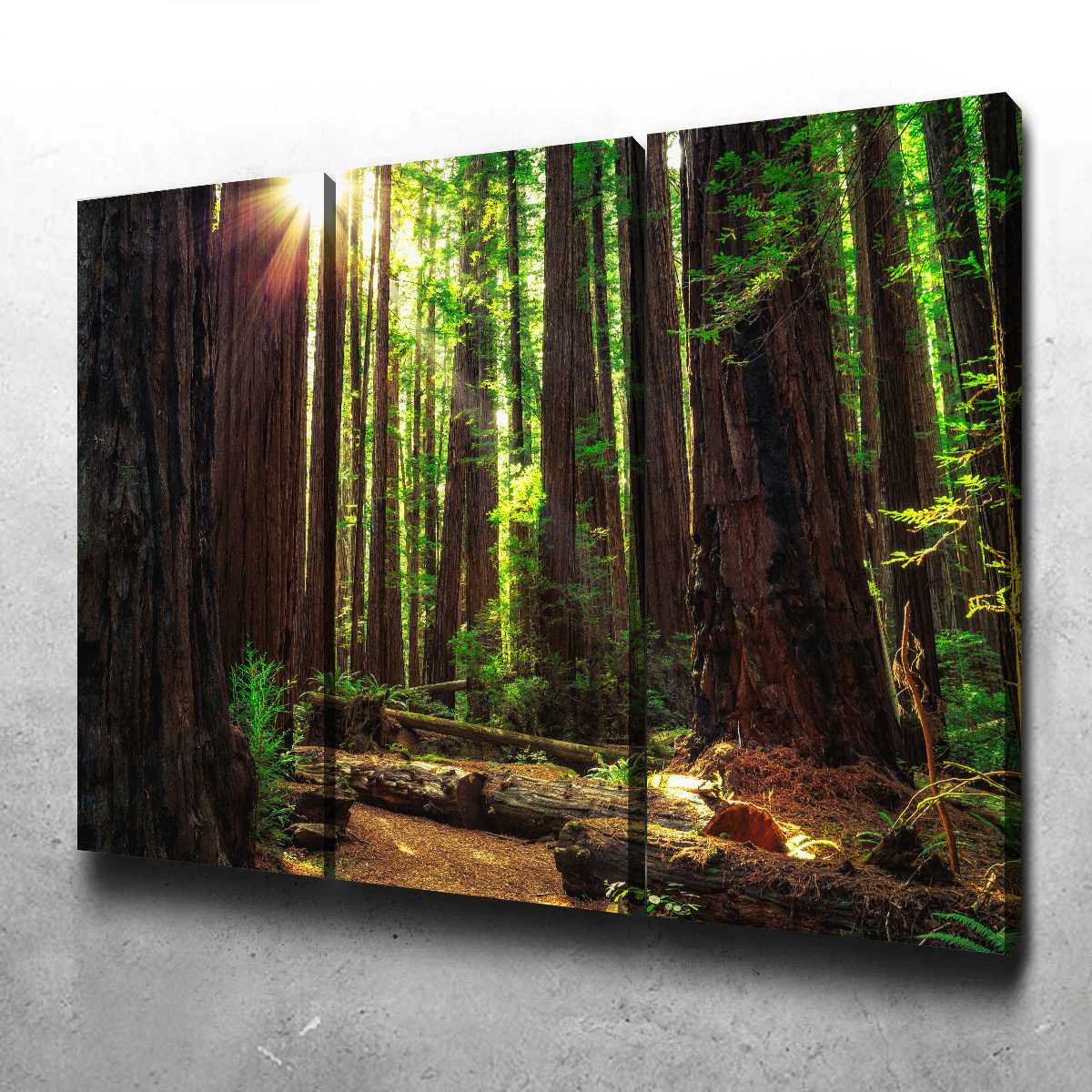 Sunrise in the Redwoods Wall Art