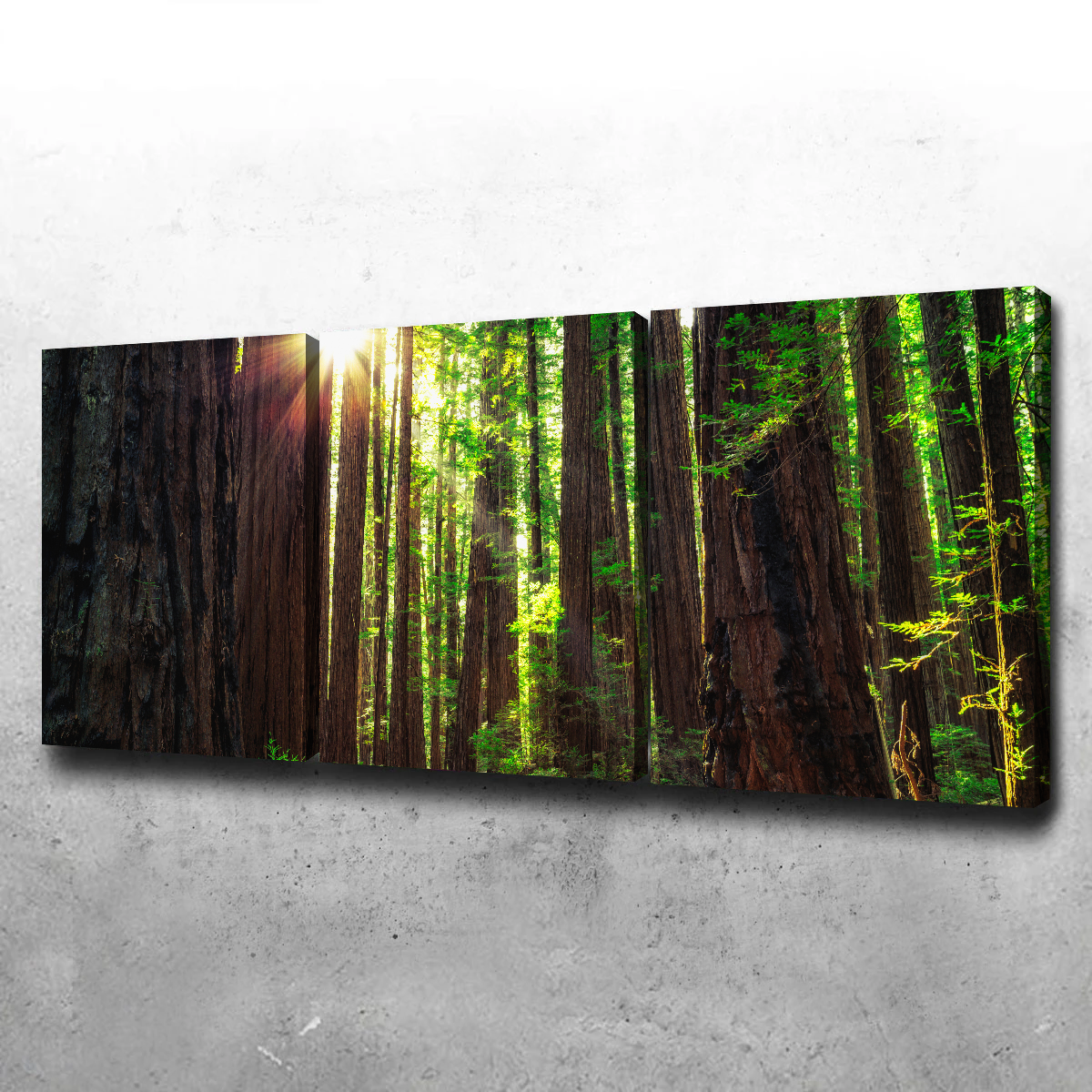Sunrise in the Redwoods Wall Art
