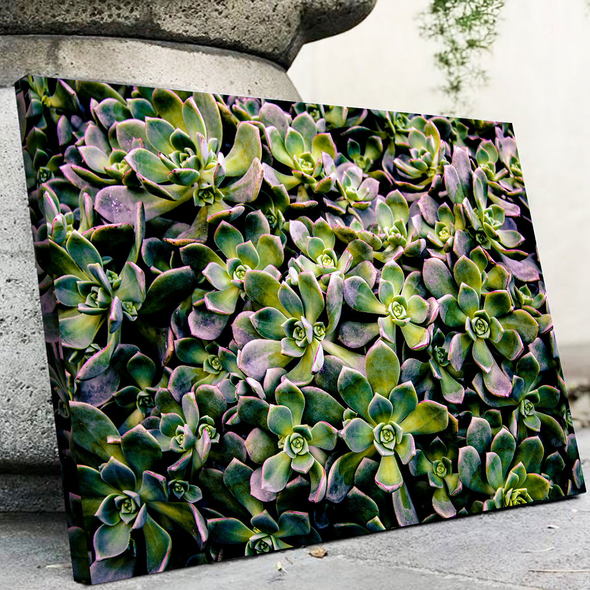 Succulents Wall Art